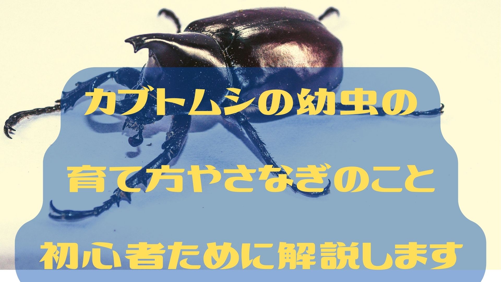 カブトムシの幼虫の育て方やさなぎのこと初心者ために解説します‼︎