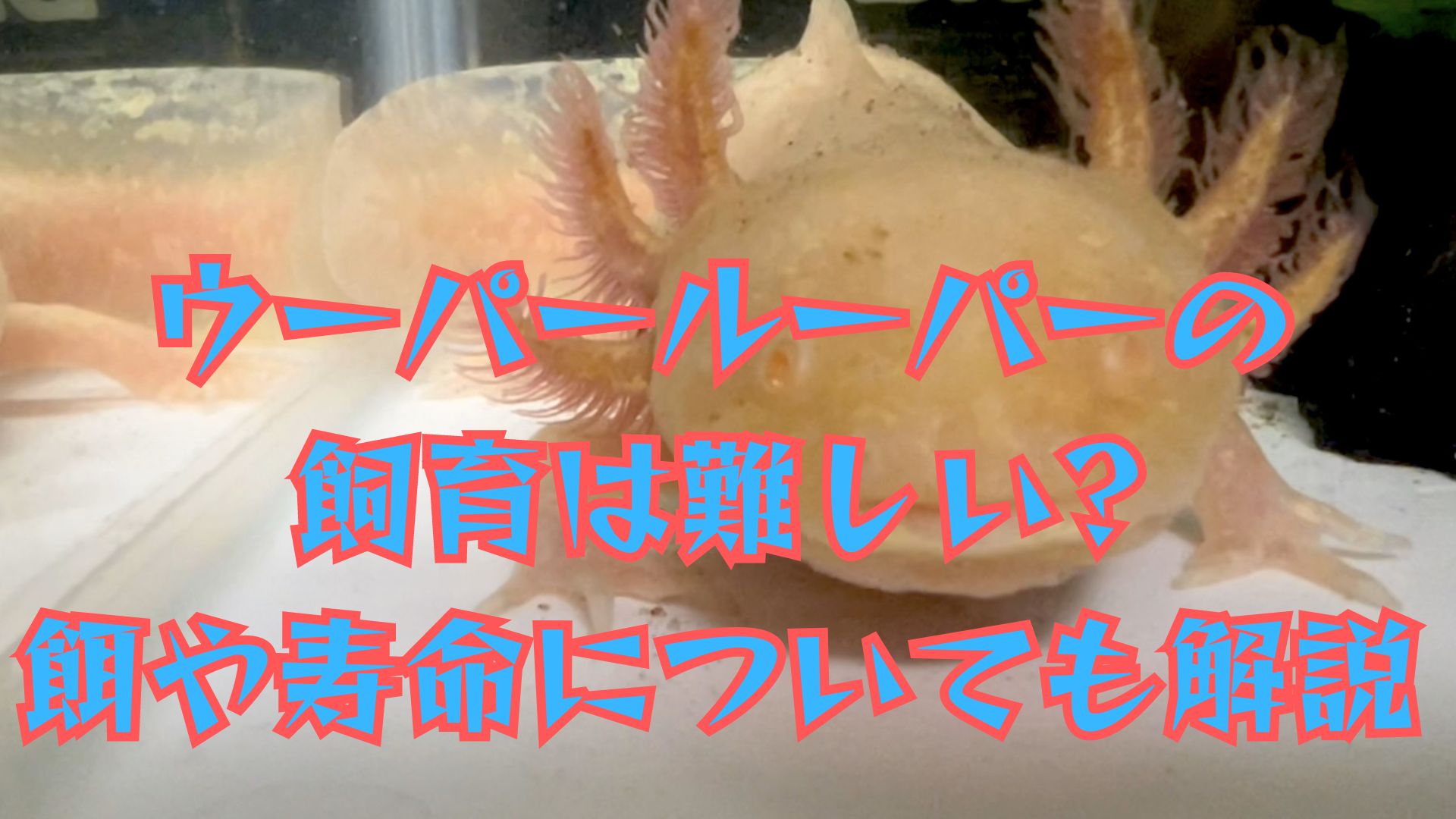 ウーパールーパーの飼育は難しい?餌や寿命についても解説